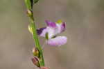 Showy milkwort